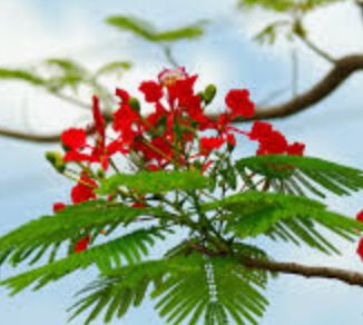 Hoa phuong
